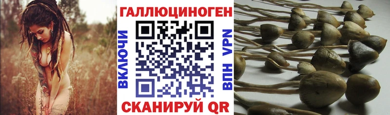 как найти наркотики  Ермолино  Галлюциногенные грибы GOLDEN TEACHER 